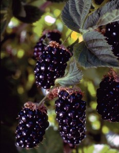 Blackberry Olallie